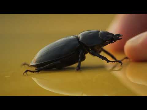 ირემა ხოჭო - Lucanus ibericus